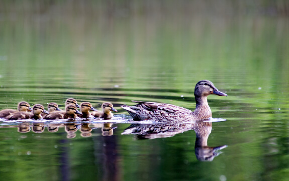 Duck swimming with their ducklings in a row