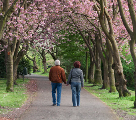 Rear view on walking senior couple holding hands under blooming cherry trees in spring.