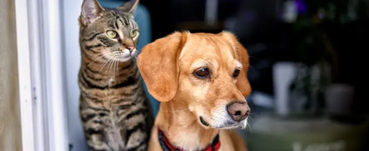 dog and cat as best friends, looking out the window together
